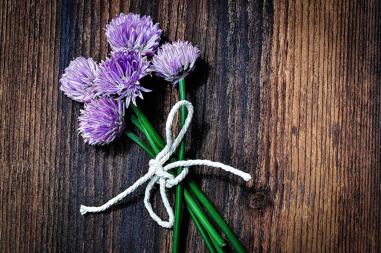 chives, blossoms, chive flowers, purple, bound, federation, wood, close up, digital painting, chives, chives, chives, chives, chives